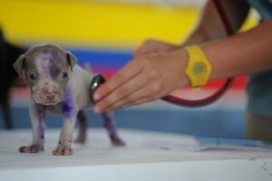 El Gobierno de La Rioja convoca oposiciones para veterinario